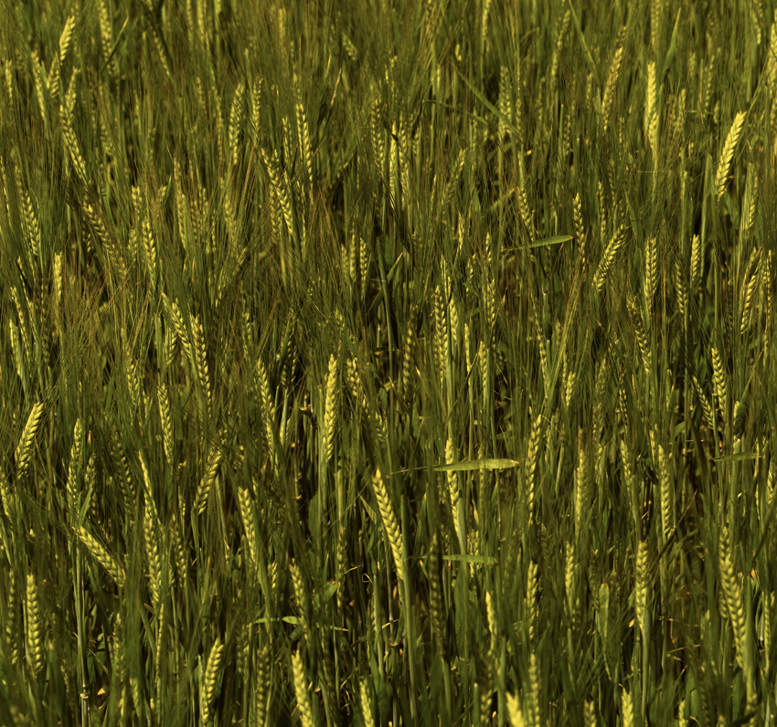 Waterford Broomlands 1.2