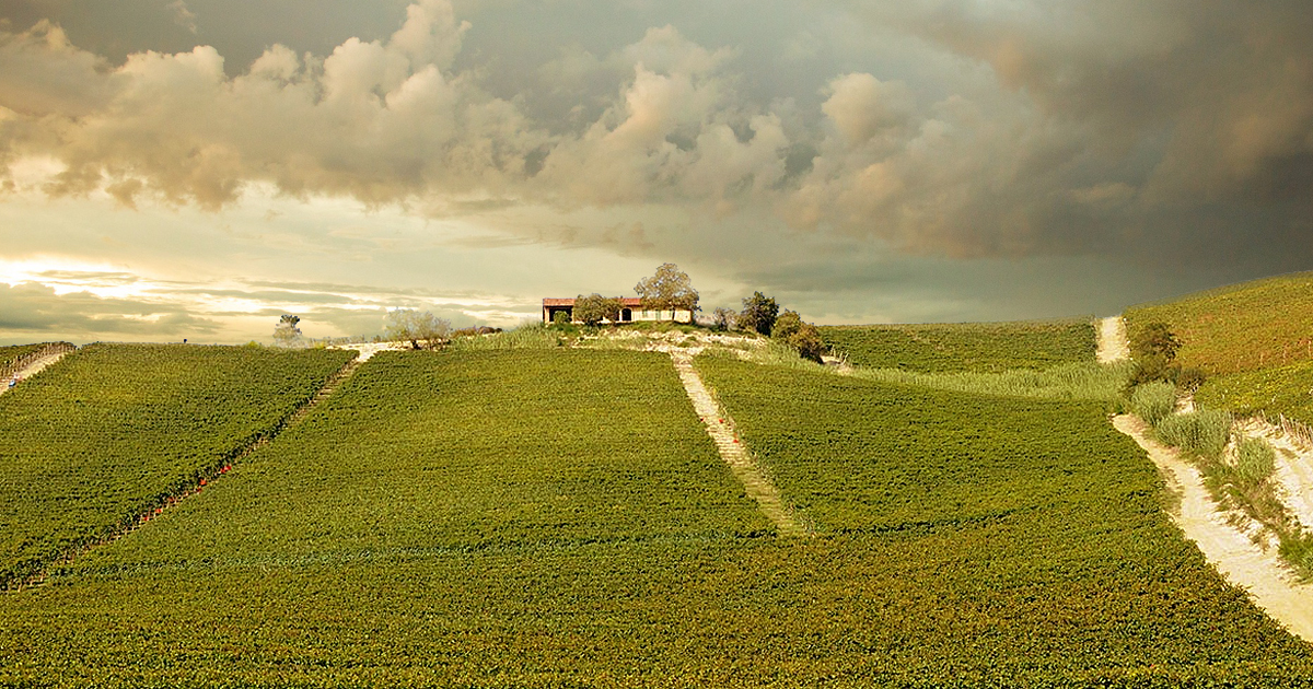 Basarin | Piemonte | Angelo Negro